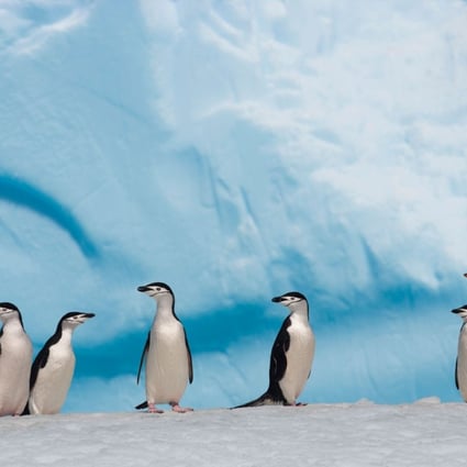 Penguins in Antarctica. China joined the Antarctic Treaty in 1983. Photo: AFP