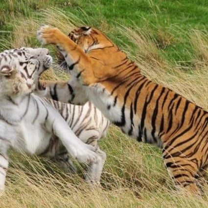 Tigers at the Hamerton Zoo Park in Cambridgeshire, where a female zookeeper was mauled to death on Monday. Photo: Hamerton Zoo Park