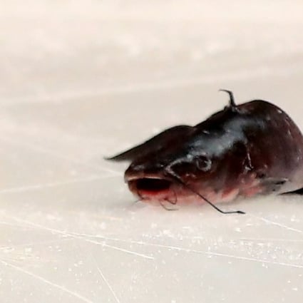 A catfish that was thrown on the ice prior to game two of the Western Conference Final between the Nashville Predators and the Anaheim Ducks. Photo: AFP