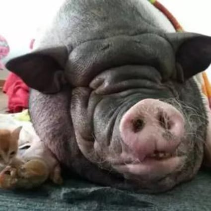 The pet pig pictured at home. Photo: Handout