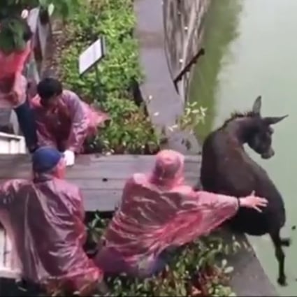 A group of men pushed a donkey into a tiger enclosure at a Chinese zoo, shocking visitors. A zoo official said the incident was related to a dispute between the zoo and a shareholder. Photo: Handout
