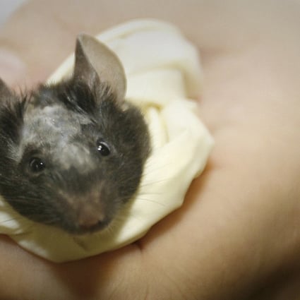 A pioneering stem cell treatment developed by scientists at Oper Technology, a biotechnology start-up attached to Hong Kong Baptist University, has proven to be “very successful” when tested on rats, especially in cases of Parkinson’s. Its co-founder suggests the method could eventually become an “ultimate treatment” for the disease. Photo: Reuters