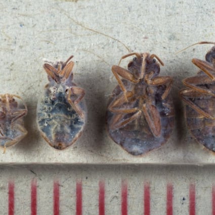 Close-up images of dead bed bugs in Tai Po. The scale below is in millimetres. Photo: Antony Dickson