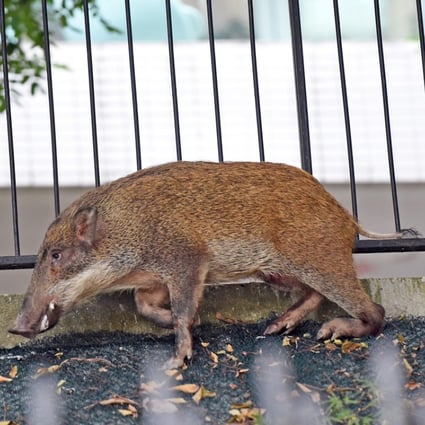 Second wild boar encounter over weekend as four animals subdued in  Aberdeen, Hong Kong | South China Morning Post
