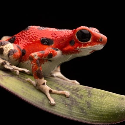 Opportunist' frogs flourished in wake of extinction of ...