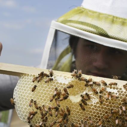 Scientists believe the honey bee crisis is caused by factors such as habitat loss, starvation, winter cold, Varroa mites and pesticides based on the nicotine plant. Photo: AP