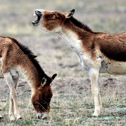 Tibetan wild donkeys graze on Hoh Xil in northwestern China's Qinghai Province. The nature reserve has been named a natural heritage site by Unesco. Photo: Xinhua