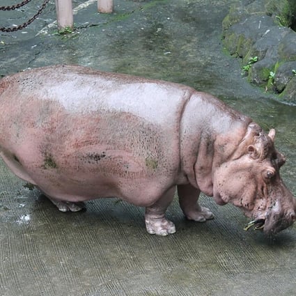 Bertha in her enclosure in Manila zoo. Photo: AFP