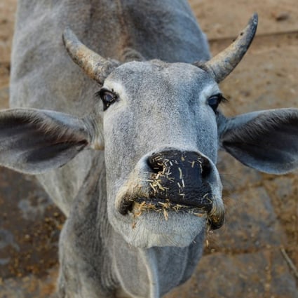 India S Supreme Court Lifts Ban On Selling Cattle For Food South China Morning Post Bgrd) bir olan hindu milliyetci ve sagci federasyon sigir koruma hareketlerinin icinde hindistan'da bagli raştriya swayamsevak sangh ve ueyesi sangh parivar. south china morning post