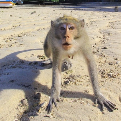 A monkey at Bama beach in Situbondo, Indonesia. Photo: Reuters