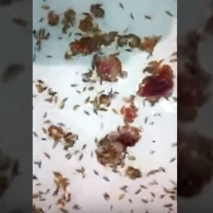 Footage of the tiny sea creatures recorded by Sam Kanizay’s father. Photo: YouTube