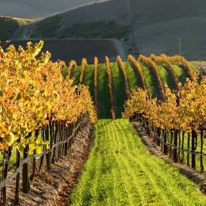 Vineyards in Santa Barbara wine country, California. Picture: Alamy