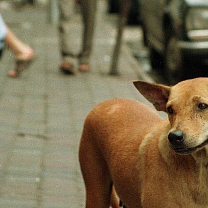 How Malaysia's dogs became political animals | South China Morning Post