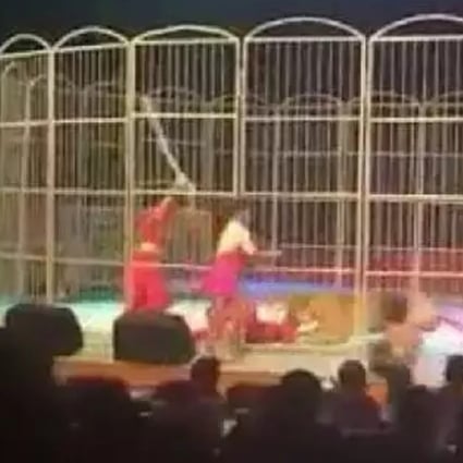 Video footage online showed performers raining blows on the tiger to force it to release its trainer. Photo: Handout