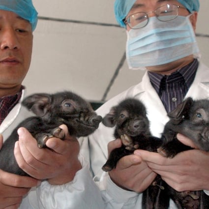 Scientists hold China’s first successfully cloned pigs, born in 2006 in Harbin, Heilongjiang province. Photo: EyePress News
