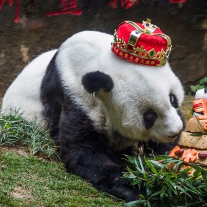 Worlds Oldest Captive Giant Panda Dies Aged 37 In China South China Morning Post 8370