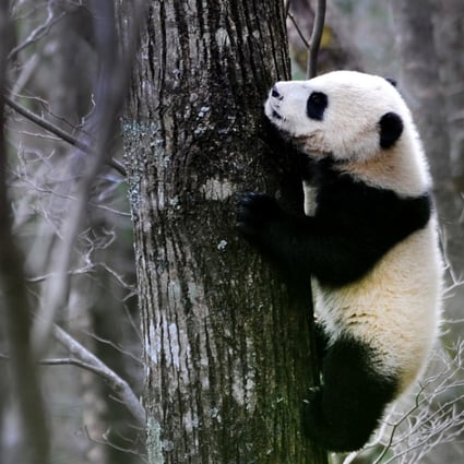 Panda Habitat Is Shrinking And Tourists Are Adding To The Problem Study Says South China Morning Post Panda Habitat Is Shrinking And Tourists Are Adding To The Problem Study Says South China Morning Post
