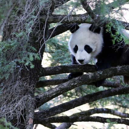 Behind the urgent drive to unite China's giant panda habitats in one huge  national park | South China Morning Post