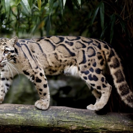 The clouded leopard has a habitat on the Asian mainland that stretches from peninsular Malaysia to Nepal. If there were clouded leopards in Taiwan they were probably a subspecies of the mainland big cat. Picture: Alamy