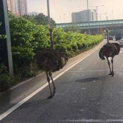 Escaped Ostriches Block Traffic As They Flee Down Chinese Motorway South China Morning Post An ostrich has survived being struck twice by different cars while running through oncoming traffic on a highway in china. they flee down chinese motorway
