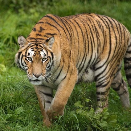 A resident of the Hengdaohezi Siberian Tiger Park in Heilongjiang province goes for a prowl. Chinese rangers and conservationists are working to increase the big cats’ population in the wild. Photo: AFP