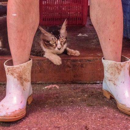 A photo entitled ‘Wellies’ from Dutch photographer Marcel Heijnen’s upcoming photo book Hong Kong Market Cats. Photo: Marcel Heijnen