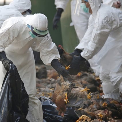 In this 2014 file photo, health workers in full protective gear collect dead chickens killed by using carbon dioxide, after bird flu was found in some birds at a wholesale poultry market in Hong Kong. ﻿New strains of the H7N9 bird flu virus in China has shown the potential to possibly cause a global pandemic. Photo: AP
