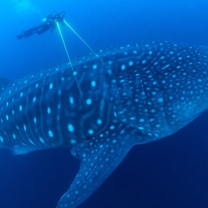 A scientist uses lasers to measure a whale shark in a still from BBC’s Blue Planet II. Photo: courtesy of Blue Planet II