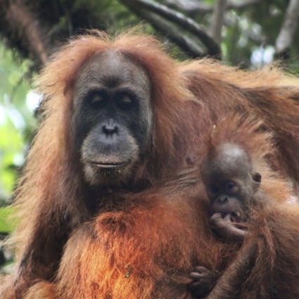 New species of orangutan found in Indonesia’s Sumatra island | South