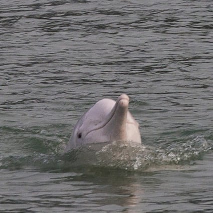 Reclamation is affecting the natural habitat of dolphins in Hong Kong’s waters. Photo: EPA