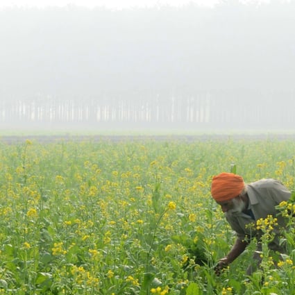 An Indian farmer harvests mustard leaves amid heavy smog on the outskirts of Amritsar, in the northwestern state of Punjab. Photo: AFP