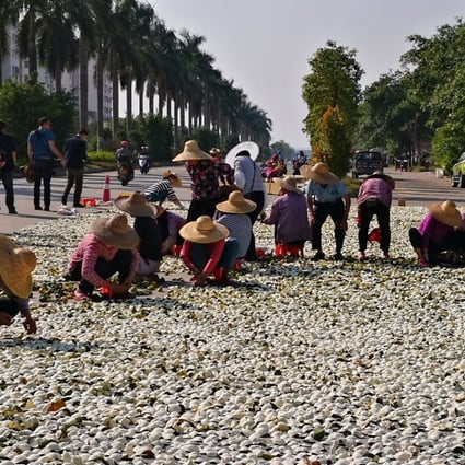Women spread tangerine peels on the ground in Xinhui to make chenpi, watched by visiting journalists. Photo: He Huifeng