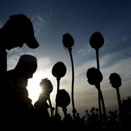 This file photo taken on April 21, 2017 shows Afghan farmers harvesting opium sap from their poppy fields in the Surkh Rod district of Nangarhar province. Photo: AFP