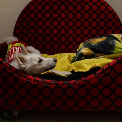 India S Luxury Hotel For Dogs Has A Swimming Pool Spa And Serves Belgian Beer South China Morning Post