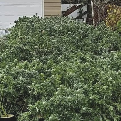 About 35,000 marijuana plants worth more than US$80 million have been seized in Washington state. Photo: Grays Harbor County Sheriff's Office