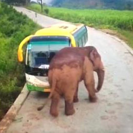 The driver was inside the bus when the elephant attacked. Photo: CNA