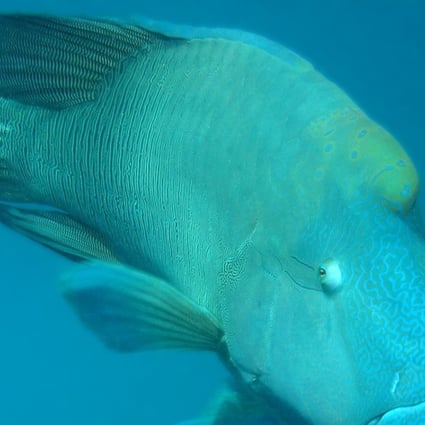 A Napoleon or humphead wrasse (known as so mei in Cantonese) is among the reef fish species threatened by Hongkongers’ appetite for seafood.