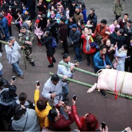 Two sacrifical pigs are paraded through the streets of Shangli Ancient Town in southwestern China’s Sichuan province on Saturday at the start of an annual festival. Photo: CNA