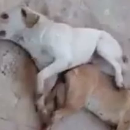 Sex with doggy in Beirut