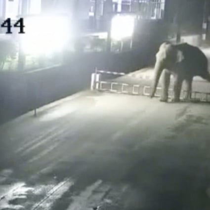 The elephant clear the Chahe checkpoint barrier. Photo: Cctvplus.com