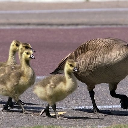 Canada geese have taken up residency in New York state in unusual numbers. Photo: AP