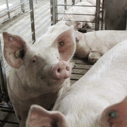 Sows at a large-scale pig farm in Wuxuan county in the Guangxi region of southern China. Photo: Reuters
