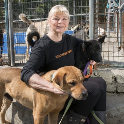 Naralle Pamuk with some of her dogs at Sai Kung Stray Friends. Picture: Antony Dickson
