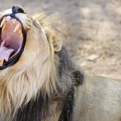 A male lion at the Entabeni Safari Conservancy in Limpopo, 300km northeast of Johannesburg. Photo: Agence France-Presse