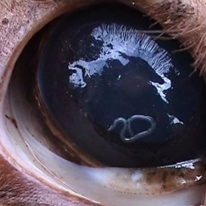 A Thelazia worm infestation in the eye of a cow. Photo: Dictionairy of Veterinary Science