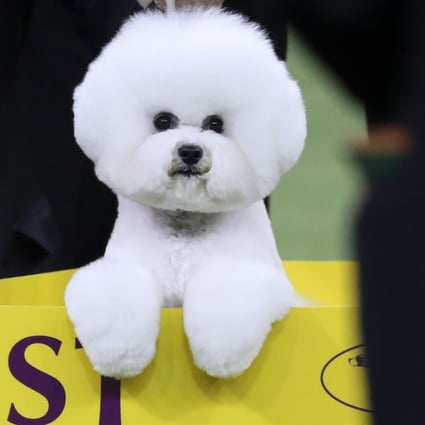 Best in Show winner Flynn, a Bichon Frise, poses for photos at the conclusion of the 142nd Westminster Kennel Club Dog Show in New York City on Tuesday. Photo: AFP