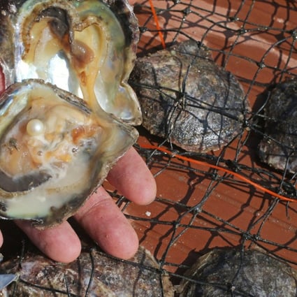 A pearl is found in an oyster farmed off the coast of Tai Po. Picture: David Wong