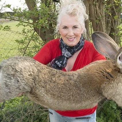 UK rabbit breeder Annette Edwards with Darius, a continental giant rabbit that was reputedly the world’s biggest rabbit. A multitude of varieties of domestic rabbits now exist, but who first tamed them, and when? Photo: McFadden/Rex/Shutter­stock