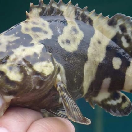A juvenile Sabah giant grouper caught in North Point waters in Hong Kong. Photo: Handout