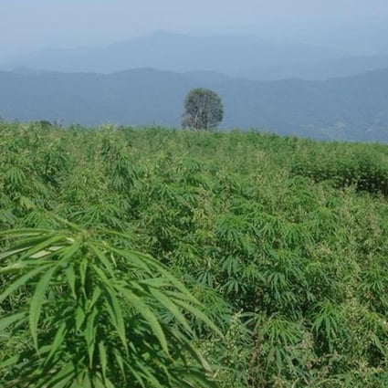 A hemp farm in Yunnan. Photo: Handout